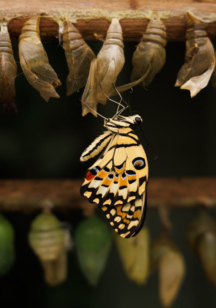 Close-up of a Swallowtail butterfly emerging from its chrysalis, showing vibrant wings.